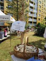 Putovní tatrhy na jabloneckém sídlišti Mšeno