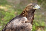 Orel skalní - Aquila chrysaetos