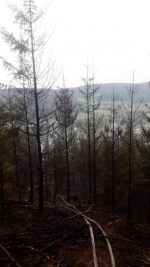 Požár lesa na Tanvaldském Špičáku