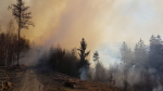 Požár lesa Horská Kamenice