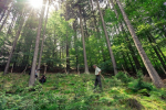 Projekt Zvýšení stability lesních porostů v roce 2021