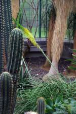 V botanické zahradě vykvetly mexická agáve i lilie z Karibiku