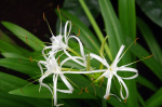 V botanické zahradě vykvetly mexická agáve i lilie z Karibiku