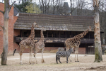 Pavilon žiraf v liberecké zoo