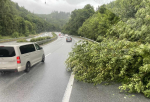Strom na komunikaci I/35 nedaleko Hodkovic